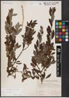 Foto von Salix aurita L.